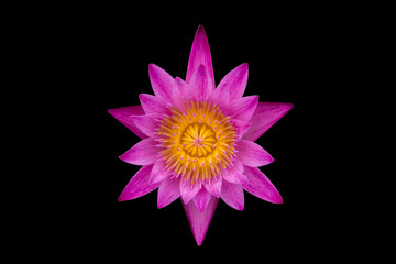 Pink water lily isolated on black background