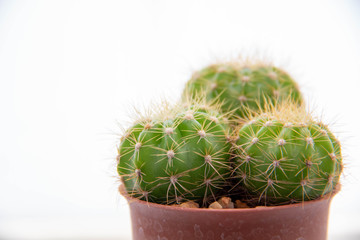  green cactus on a white background