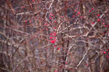 red berries barberry in the forest