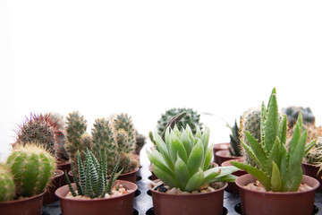  green cactus on a white background