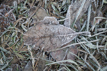 ice on green grass background