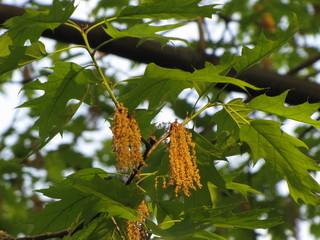 Blooming oak