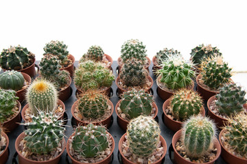  green cactus on a white background