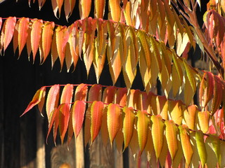 Autumn leaves on wooden background