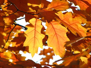 Fototapeta na wymiar Autumn oak leaves