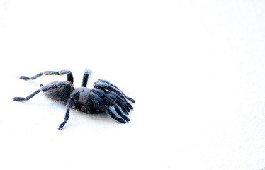 tarantula spider isolated on white background