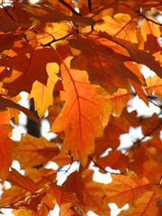 Autumn oak leaves