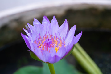 abstract Purple lotus flowers blooming above the water. With green leaves background