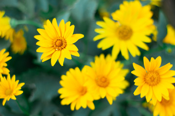 Yellow summer flowers with bright green leaves.