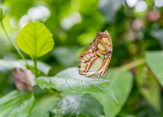 Fototapeta na wymiar Brown Tropical Butterfly sitting on a leaf