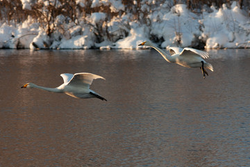 White Swan on the lake