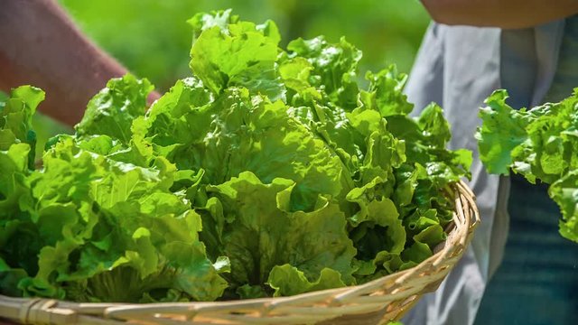 Farmers picking and collecting fresh lettuce in the basket. Slow motion. Close up.