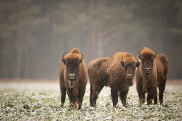 European bison - Bison bonasus in the Knyszyn Forest (Poland) © szczepank