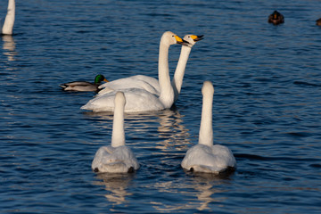 Obraz premium White Swan on the lake