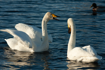 Fototapeta premium White Swan on the lake