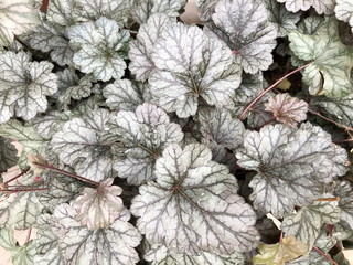 Coral Bells 'Silver Scrolls' perennial plants