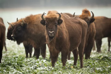 Wandcirkels tuinposter European bison - Bison bonasus in the Knyszyn Forest (Poland) © szczepank