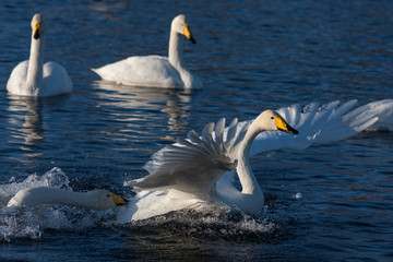 Fototapeta na wymiar White Swan on the lake