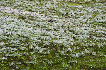 ice on green grass background