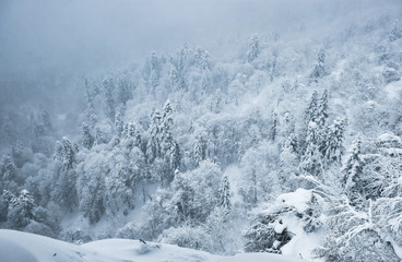 Snowfall in winter in the mountains. Snow-covered mountain forest in the fog.
