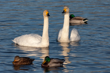 White Swan on the lake