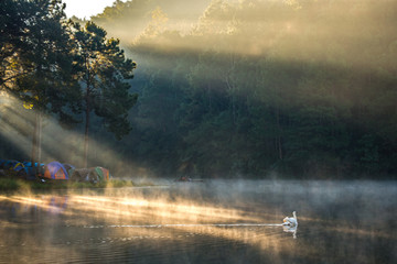 A white swan floating on misty water with sunlight at Pang Oung or Pang Tong Royal Project (Maehongson, Thailand)