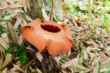Rafflesia giant flower in Borneo rainforest (Malaysia) - 308995249