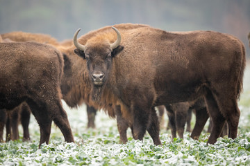 Naklejka na ściany i meble European bison - Bison bonasus in the Knyszyn Forest (Poland)