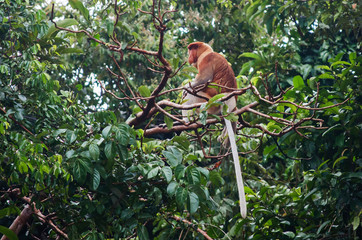 Proboscis Monkey in Kinabatangan River (Sandakan, Sabah, Borneo, Malaysia) - 308995287