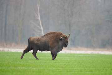 European bison - Bison bonasus in the Knyszyn Forest (Poland)