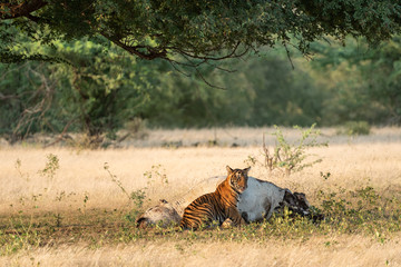 Obraz na płótnie Canvas tiger and cattle kill. A conservation issue tiger cubs with cow kill or domestic animal in core area of national park of india ranthambore - panthera tigris 