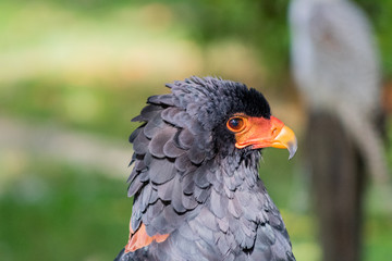 flying eagle resting in its innkeeper