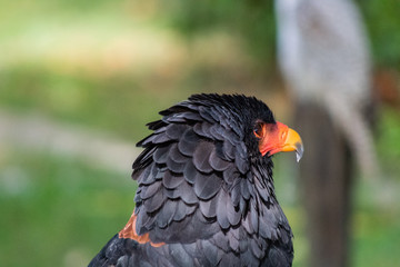flying eagle resting in its innkeeper