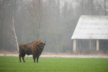 European bison - Bison bonasus in the Knyszyn Forest (Poland) © szczepank