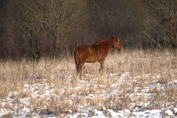 Russia, Yaroslavl region, private hunting grounds, Park of wild animals.