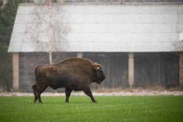 European bison - Bison bonasus in the Knyszyn Forest (Poland) © szczepank