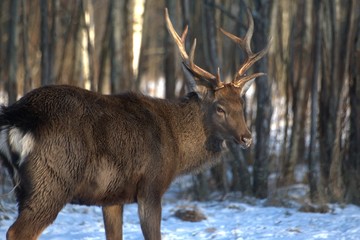 Russia, Yaroslavl region, private hunting grounds, Park of wild animals.