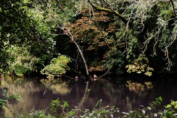 stream in the forest