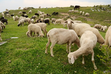 Herd of sheep grazing on a green meadow in the mountains near McLeod Ganj and Triund Hill....