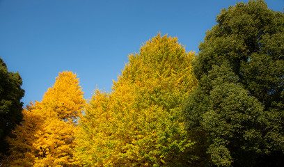 Fototapeta premium yellow tree in autumn