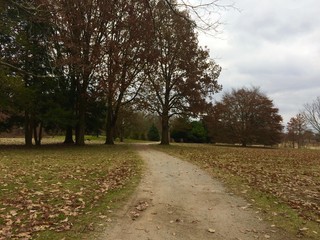 walking path in park on a cloudy autumn day