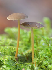 Strobilurus esculentus, known as sprucecone cap, edible mushrooms from Finland