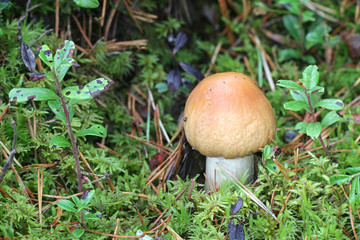 Cortinarius caperatus, known as the gypsy mushroom, wild edible mushroom from Finland
