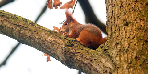 Obraz premium pretty red squirrel says hello in the forest
