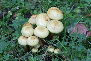 Pholiota alnicola, known as Alder Scalycap, mushrooms from Finland