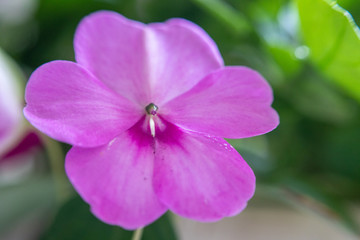 purple flower