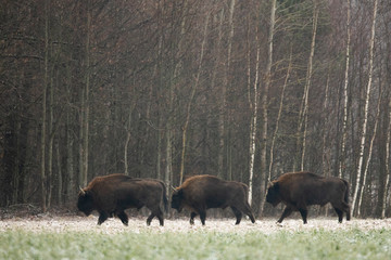 Plakat European bison - Bison bonasus in the Knyszyn Forest (Poland)