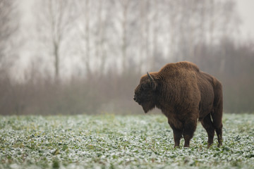 European bison - Bison bonasus in the Knyszyn Forest (Poland) © szczepank