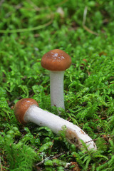 Cortinarius stillatitius, known as the Purple Stocking Webcap, wild mushroom from Finland