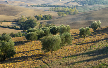 Olivenhain im herbstlichen Abendlicht in der Toskana